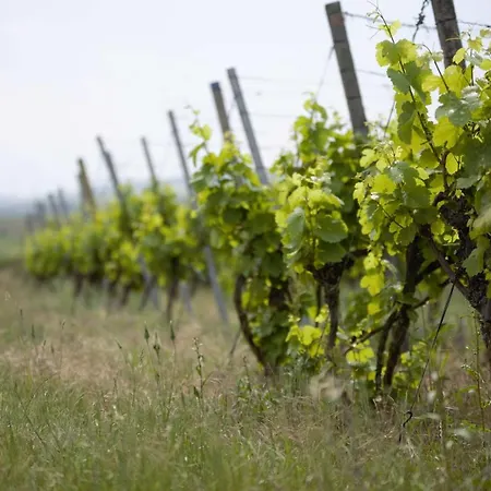 Weingut Schilling * Seinsheim