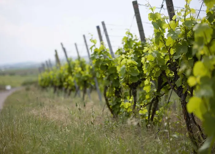 Weingut Schilling * Seinsheim